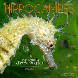 Hippocampes, une famille d'excentriques